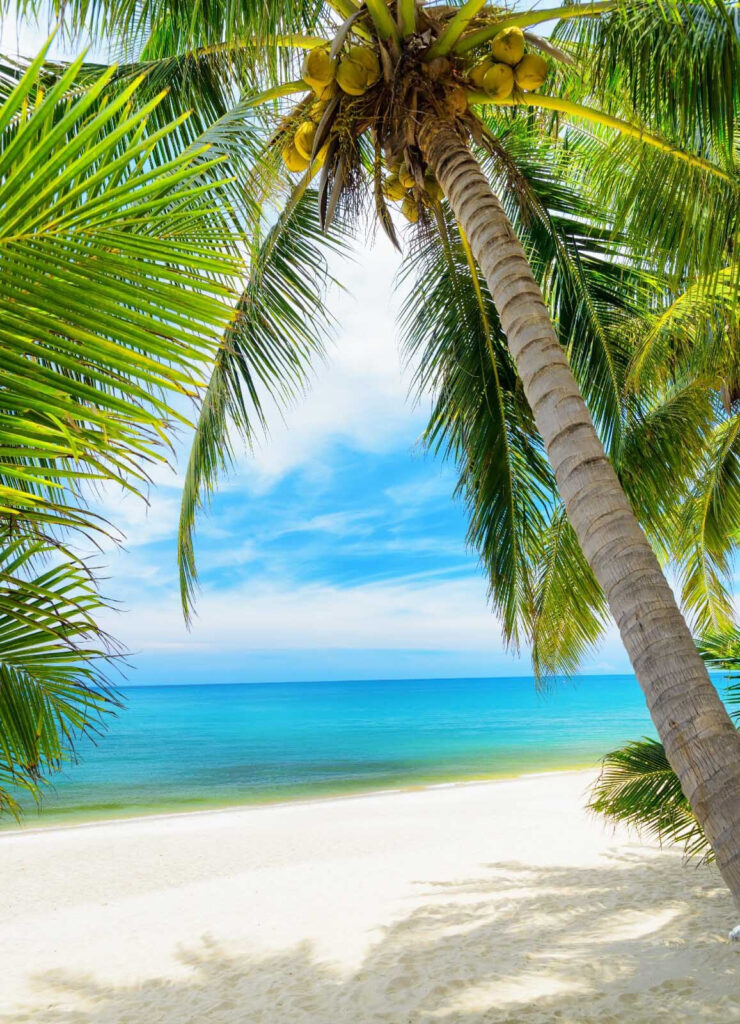 Palme sulla spiaggia Palme sulla spiaggia