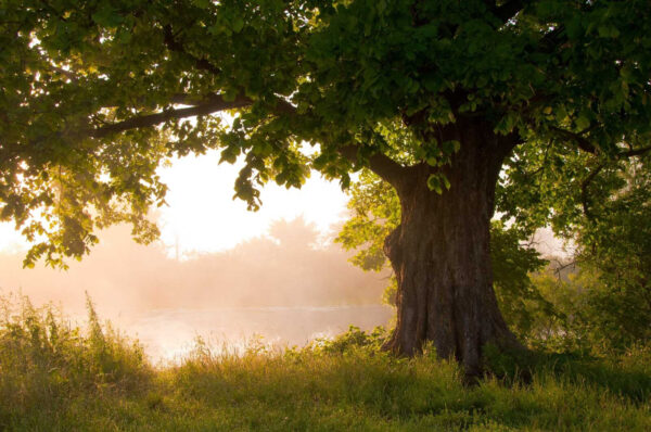 Albero con fiume nebbioso Albero con fiume nebbioso