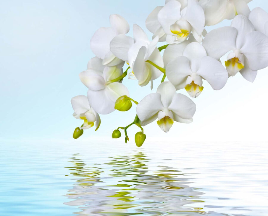 Orchidee bianche sull'acqua