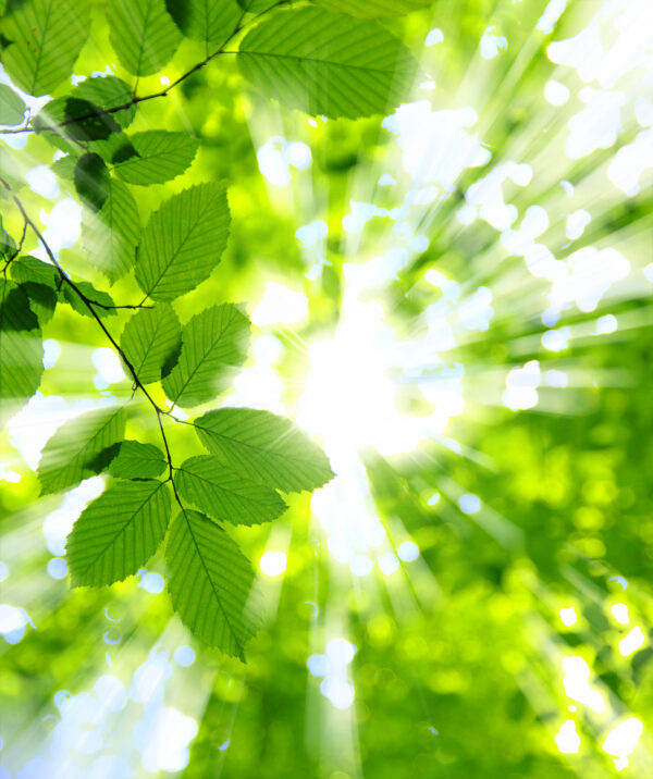 Il sole che illumina le foglie Il sole che illumina le foglie