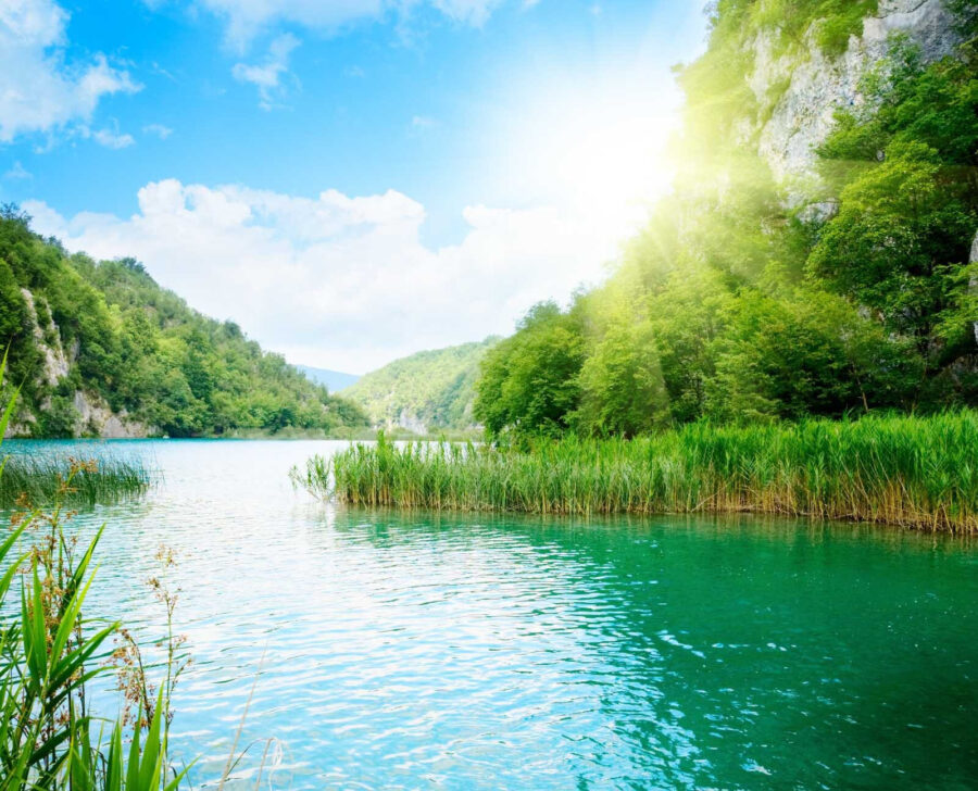 Corpo d'acqua con erba e alberi intorno