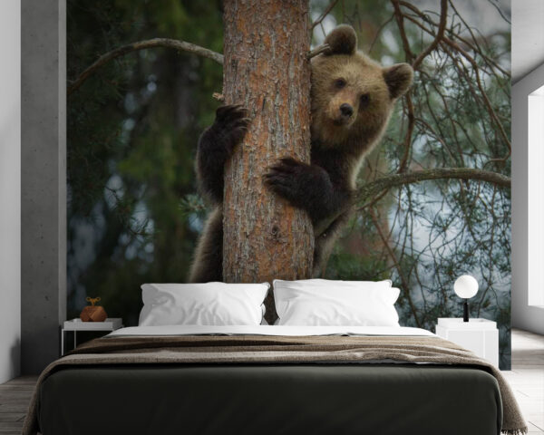 Orso che si arrampica su un albero Orso che si arrampica su un albero