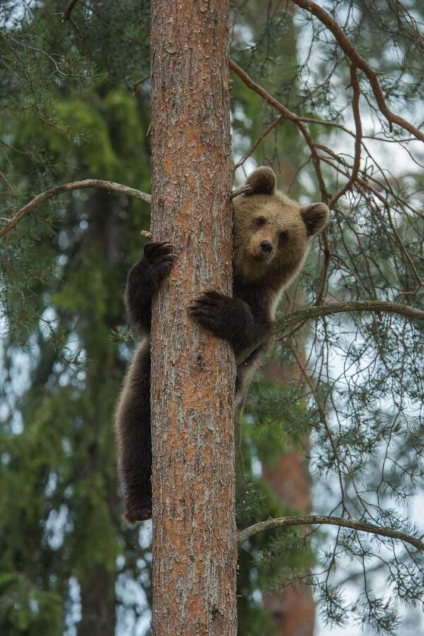 Orso che si arrampica su un albero Orso che si arrampica su un albero