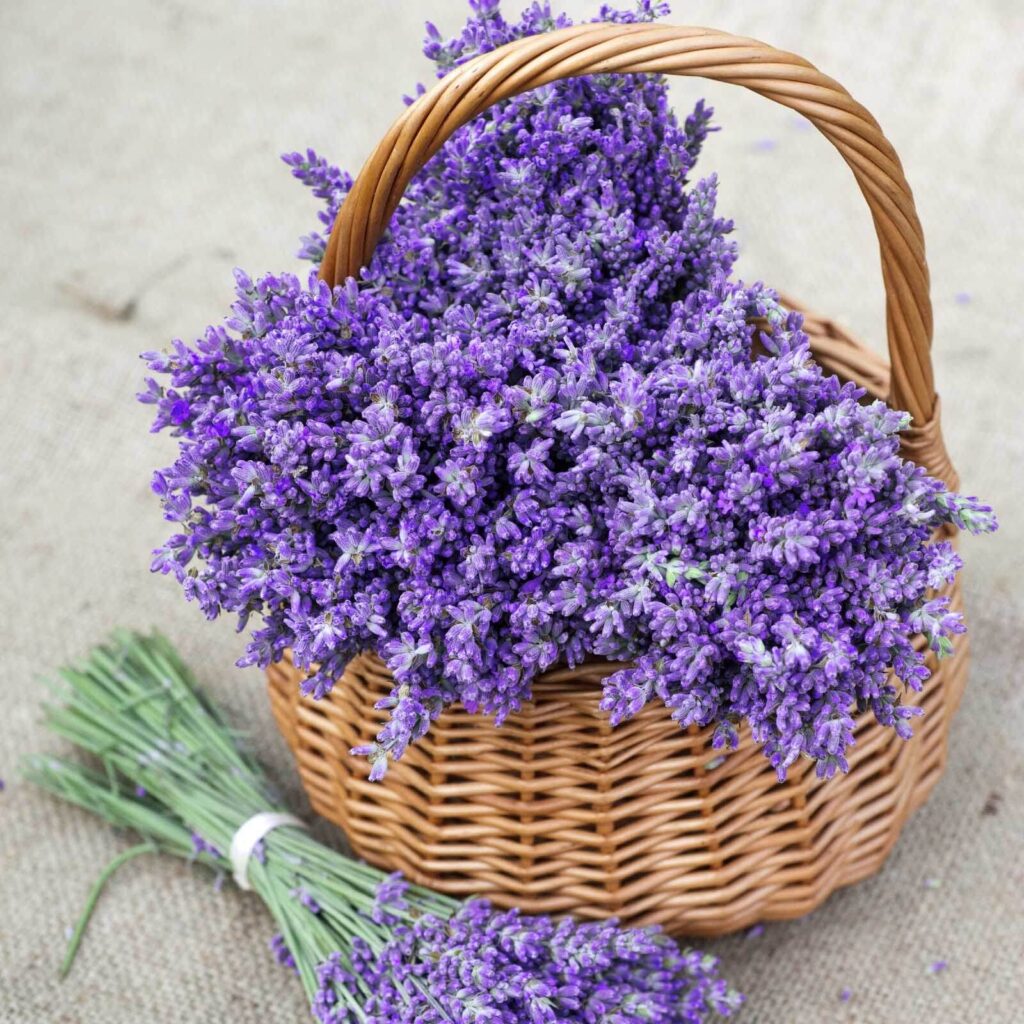 Cesto di fiori viola Cesto di fiori viola