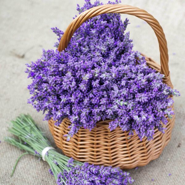 Cesto di fiori viola Cesto di fiori viola
