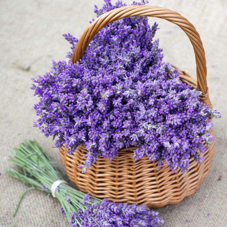 Cesto di fiori viola Cesto di fiori viola