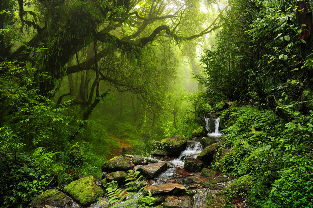 Ruscello che attraversa una foresta Ruscello che attraversa una foresta