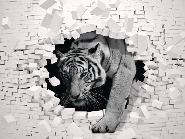 Tigre che esce da un muro Tigre che esce da un muro