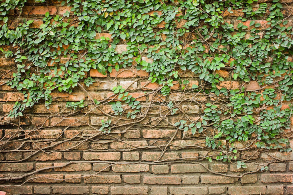Un muro di mattoni su cui cresce l'edera Un muro di mattoni su cui cresce l'edera