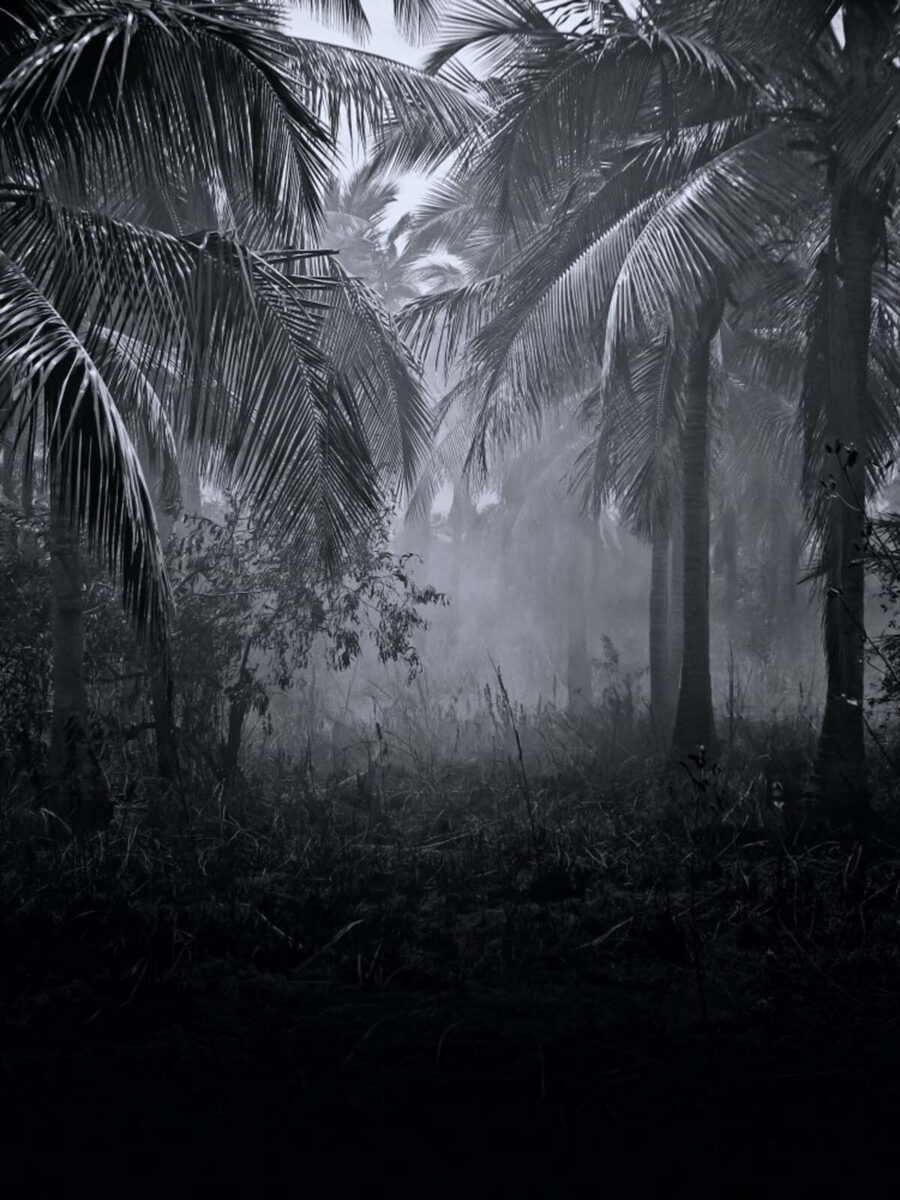 Foresta nebbiosa con palme
