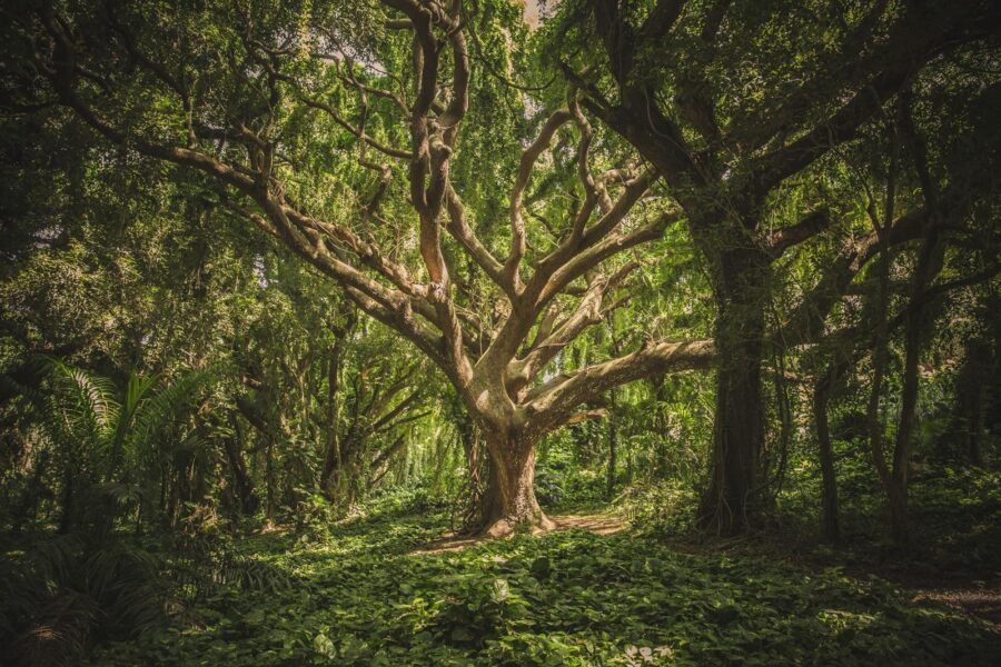 Grande albero in una foresta