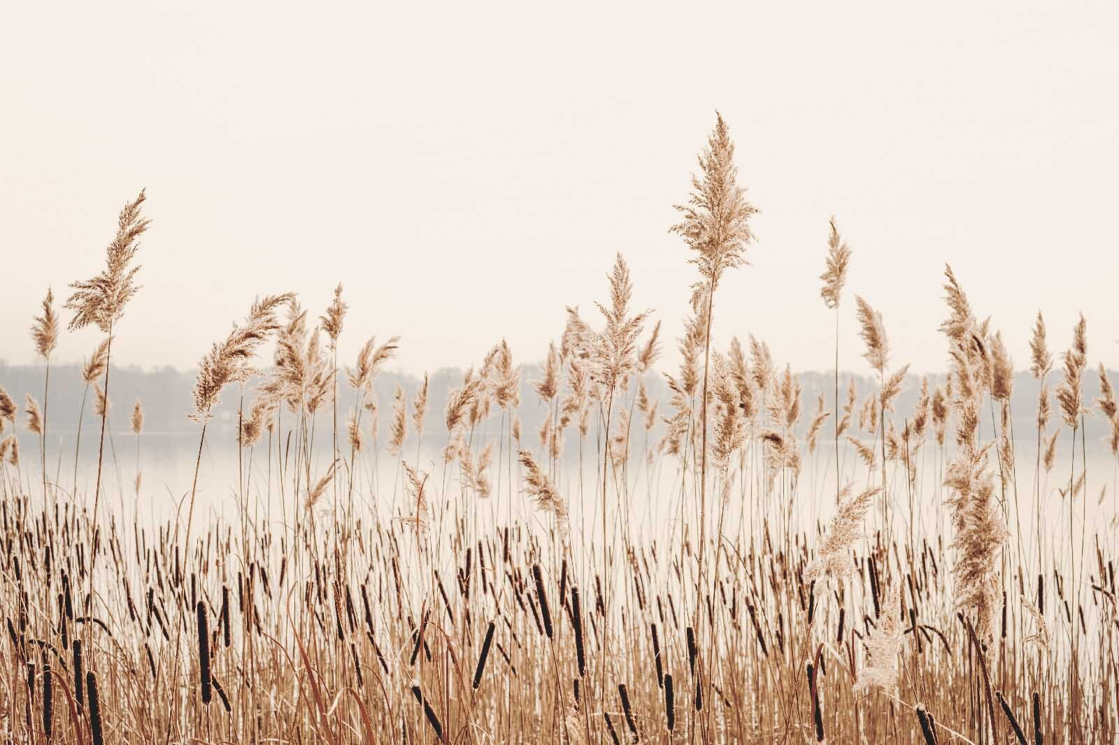 Tall grass with a body of water in the background