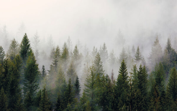 Gruppo di alberi nella nebbia Gruppo di alberi nella nebbia