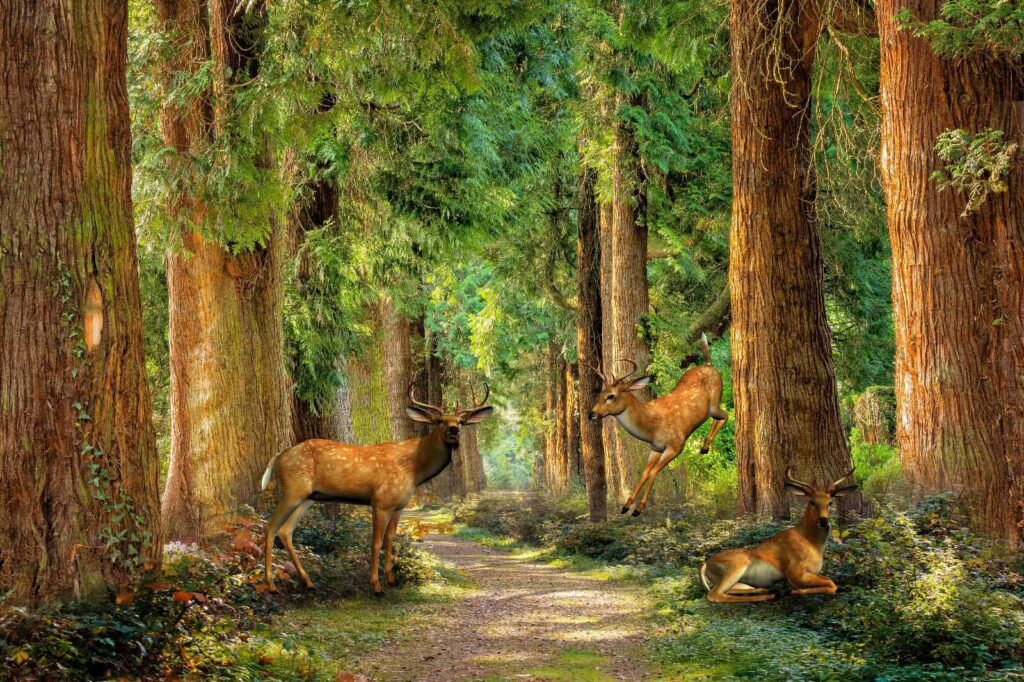 Gruppo di cervi in una foresta Gruppo di cervi in una foresta
