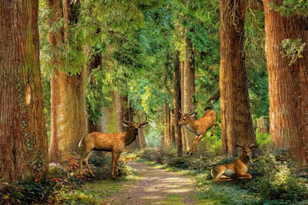 Gruppo di cervi in una foresta Gruppo di cervi in una foresta