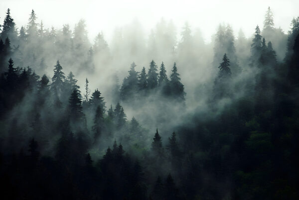 Foresta nebbiosa con alberi Foresta nebbiosa con alberi