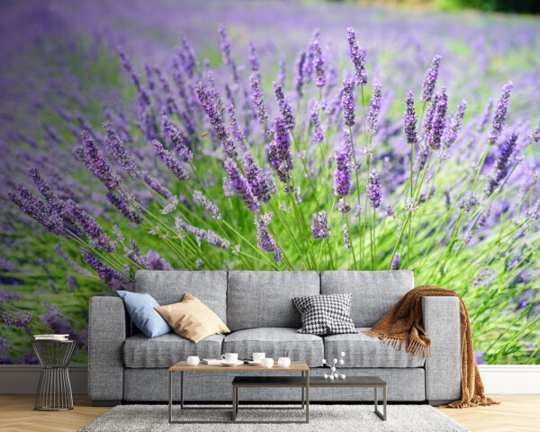 Un vivace campo di lavanda in fiore Un vivace campo di lavanda in fiore