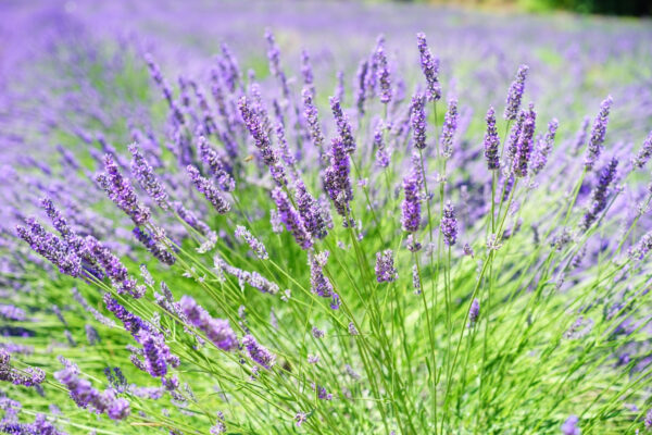 Un vivace campo di lavanda in fiore Un vivace campo di lavanda in fiore