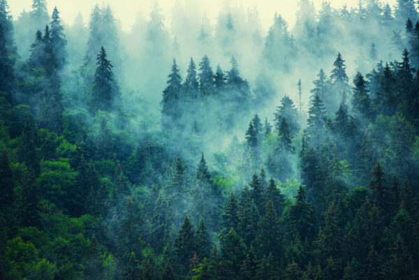Foresta nebbiosa con alberi Foresta nebbiosa con alberi