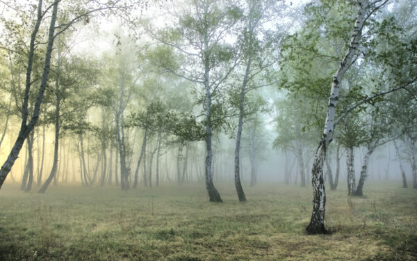 Foresta nebbiosa con alberi Foresta nebbiosa con alberi