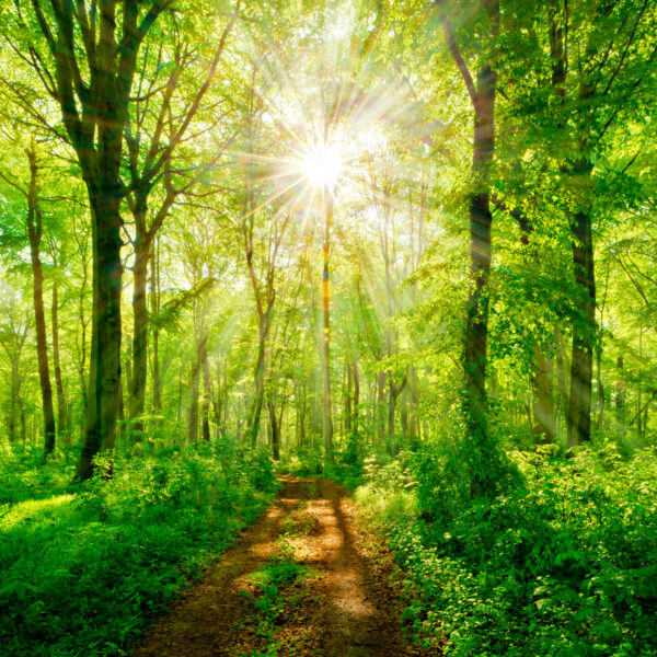 Sentiero attraverso un bosco con alberi e piante Sentiero attraverso un bosco con alberi e piante