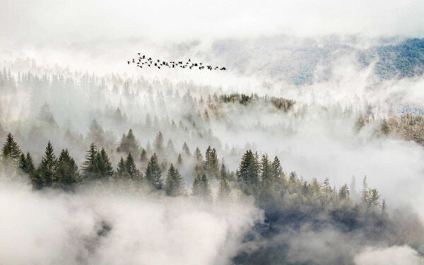 Uccelli in volo su una foresta u13823p 600x375 - Uccelli in volo su una foresta