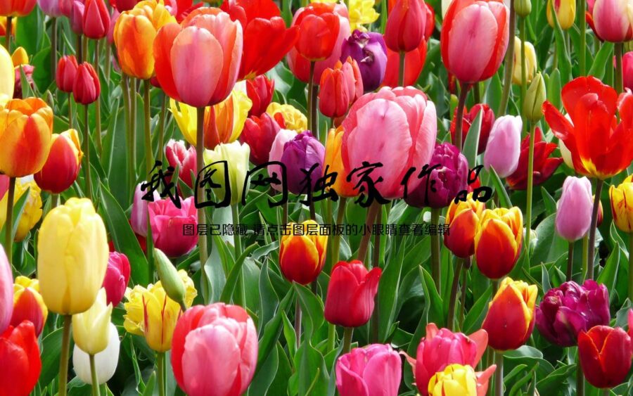 Gruppo di tulipani colorati