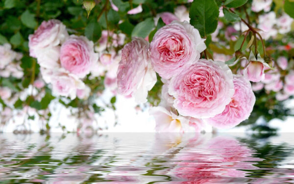 Delicate rose rosa si riflettono magnificamente. Delicate rose rosa si riflettono magnificamente.