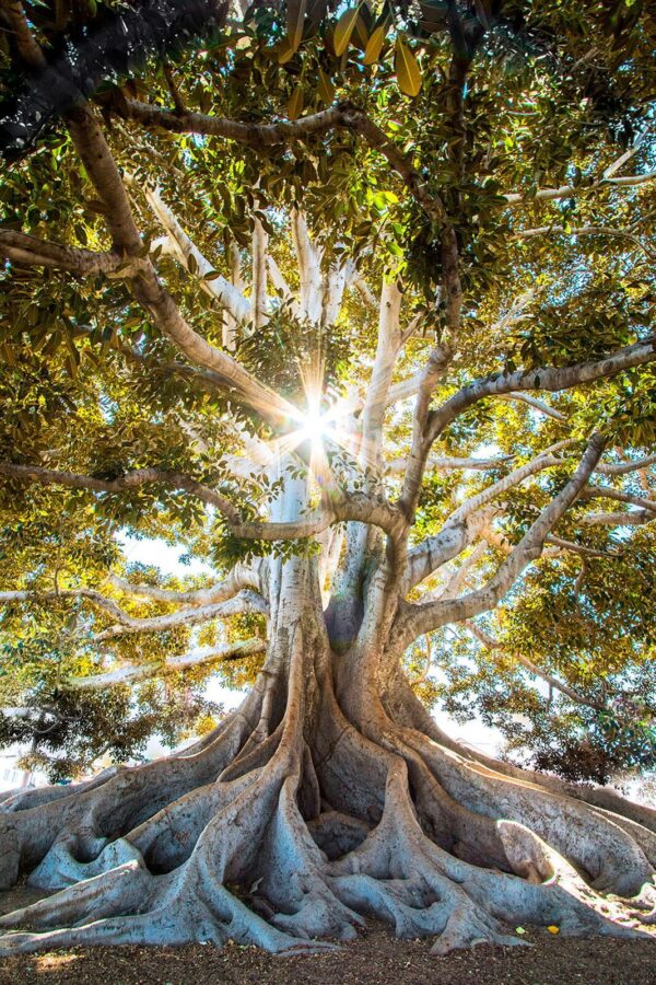 Un albero maestoso alla luce del sole Un albero maestoso alla luce del sole