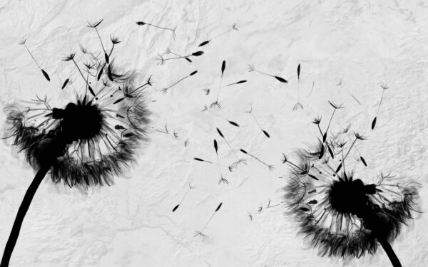 Immagine in bianco e nero di denti di leone Immagine in bianco e nero di denti di leone