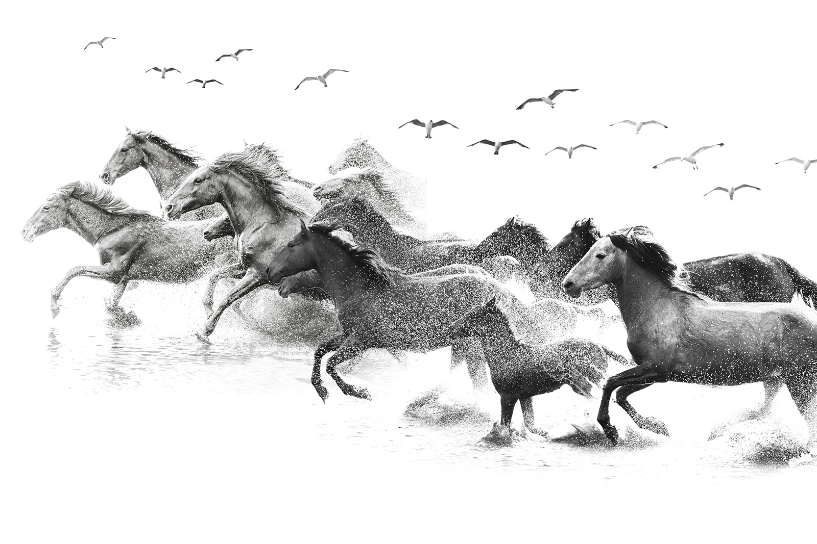 u14413p - Un gruppo di cavalli che corre nell'acqua - tegory