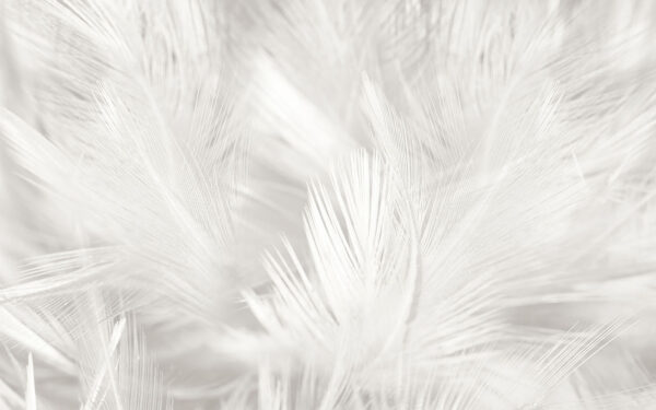White feathers on a white surface