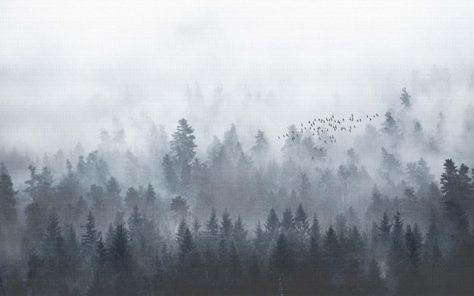 u16629p - Gruppo di uccelli in volo su una foresta - tegory