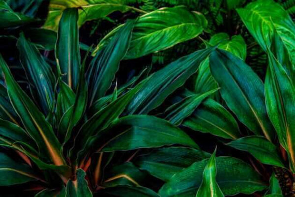 Foglie tropicali di un verde intenso. Foglie tropicali di un verde intenso.