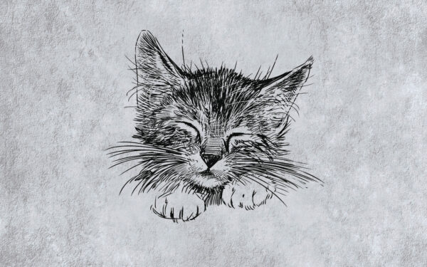 Disegno di un gatto Disegno di un gatto