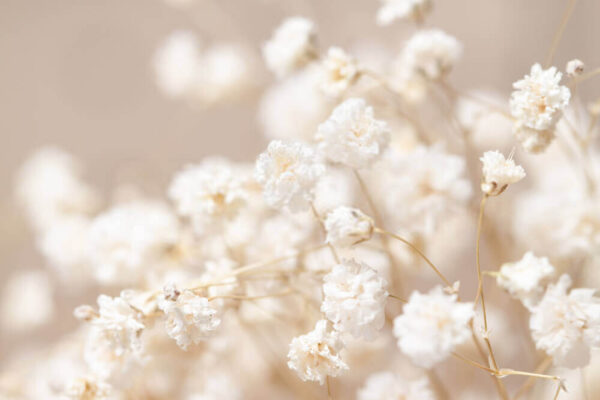 Delicate fioriture in soft focus Delicate fioriture in soft focus
