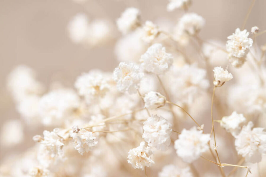 Delicate fioriture in soft focus Delicate fioriture in soft focus