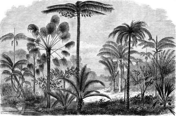 Disegno in bianco e nero di palme Disegno in bianco e nero di palme