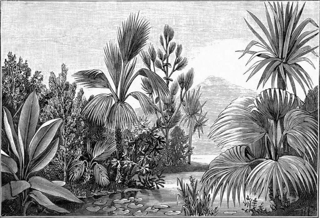 Disegno in bianco e nero di una foresta tropicale Disegno in bianco e nero di una foresta tropicale