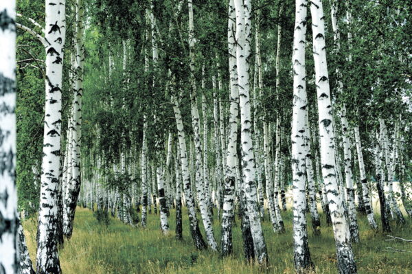 Gruppo di alberi con corteccia bianca Gruppo di alberi con corteccia bianca