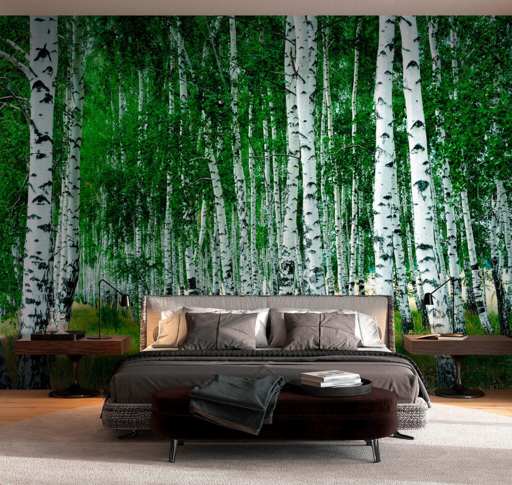 Group of trees with white bark Group of trees with white bark