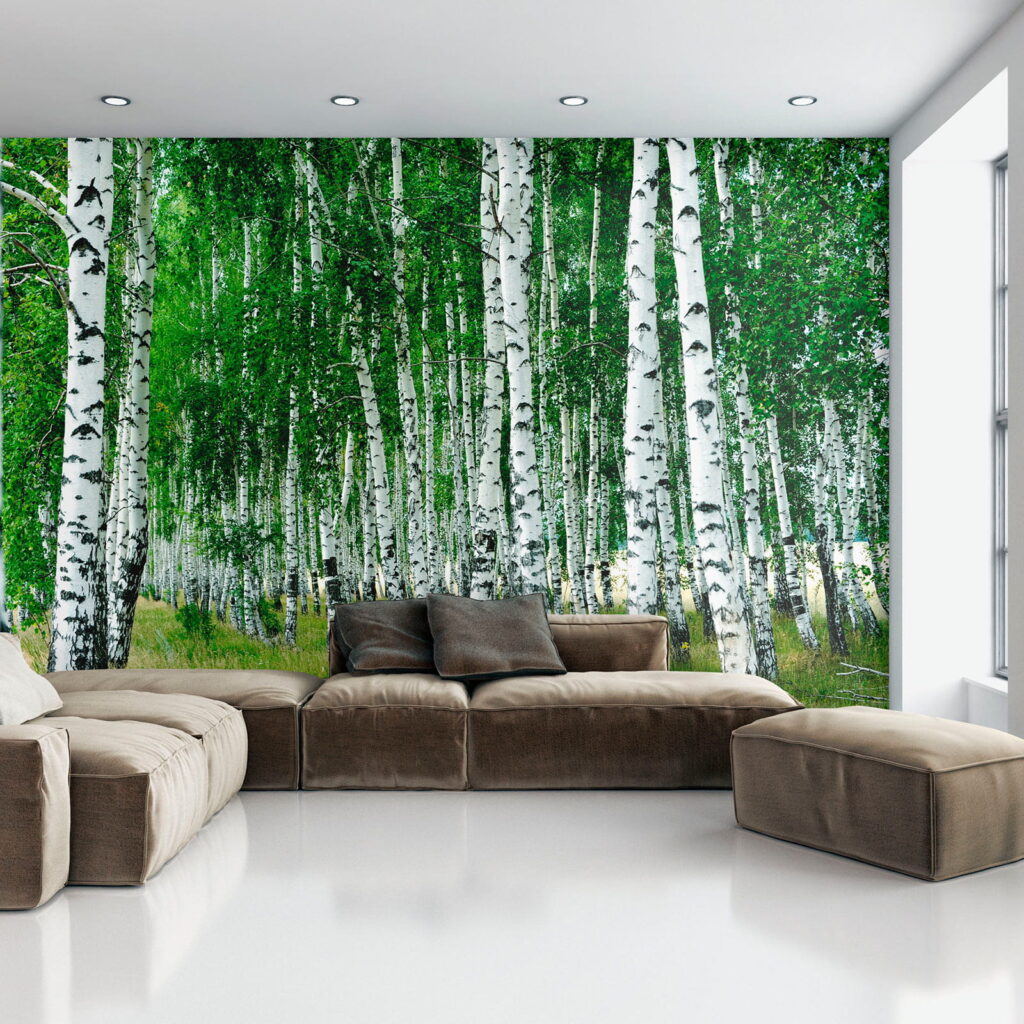 Group of trees with white bark Group of trees with white bark