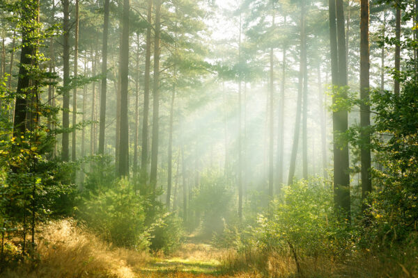 Sentiero attraverso un bosco con alberi e cespugli Sentiero attraverso un bosco con alberi e cespugli
