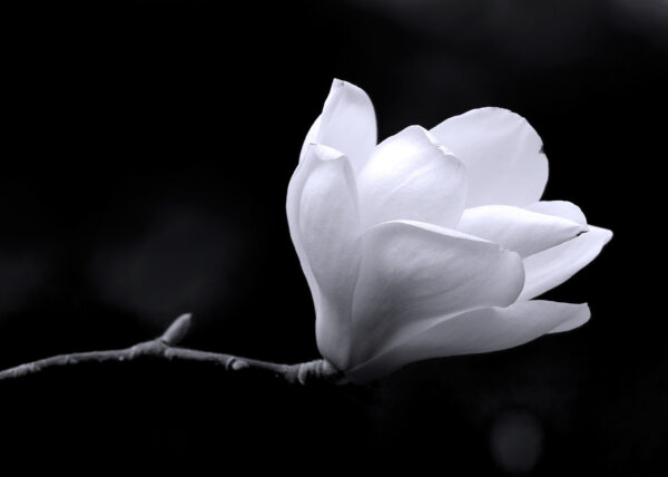 Fiore bianco su un ramo Fiore bianco su un ramo