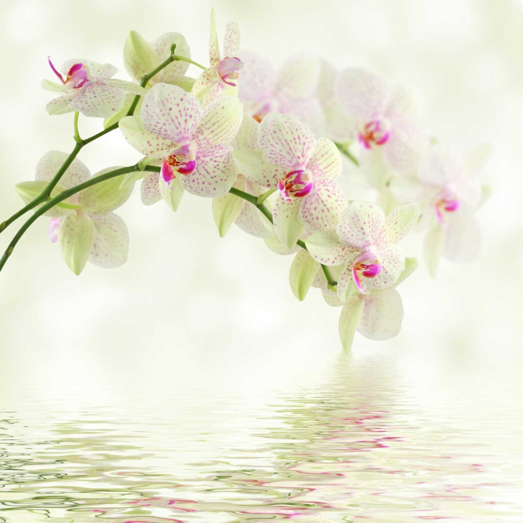 Delicate orchidee su acqua dolce. Delicate orchidee su acqua dolce.