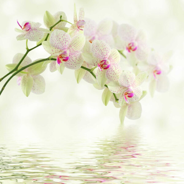 Delicate orchidee su acqua dolce. Delicate orchidee su acqua dolce.