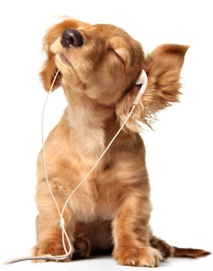 Cane con auricolari Cane con auricolari