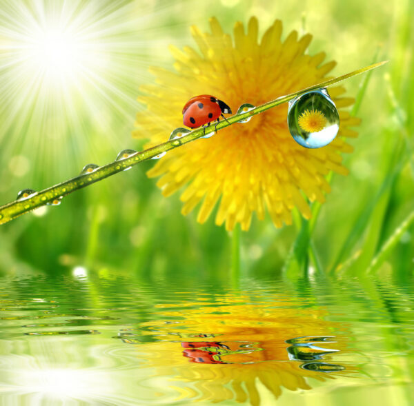 Coccinella su un filo d'erba con gocce d'acqua Coccinella su un filo d'erba con gocce d'acqua