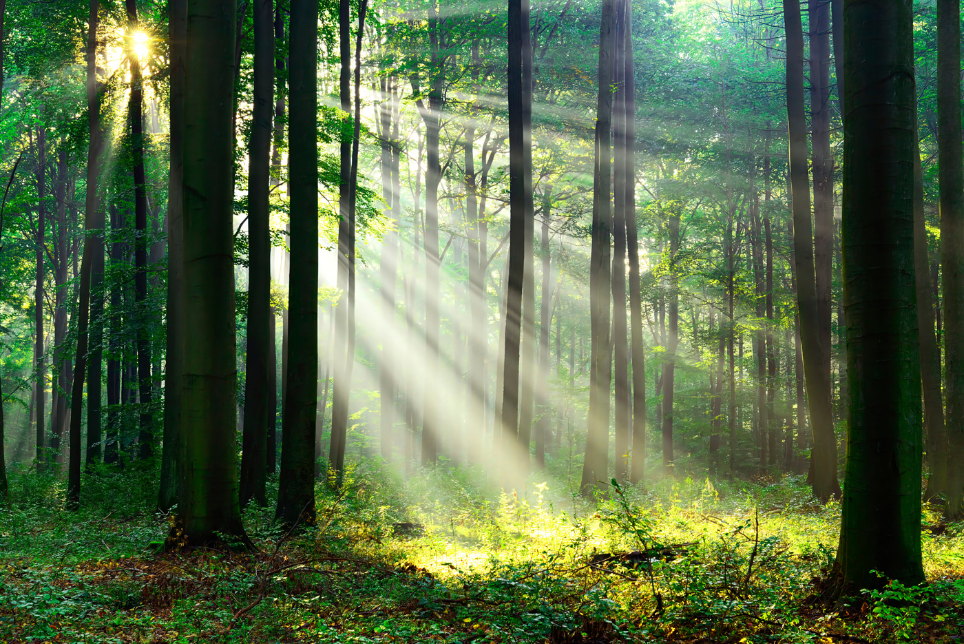 Sunlight shining through trees Sunlight shining through trees