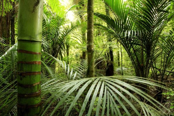Foresta verde con palme Foresta verde con palme